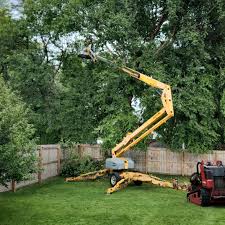 Best Tree Preservation Services  in Hutchison, VA