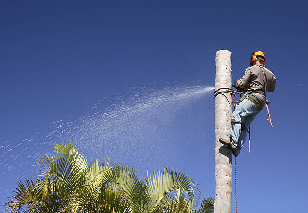 How Our Tree Care Process Works  in  Hutchison, VA