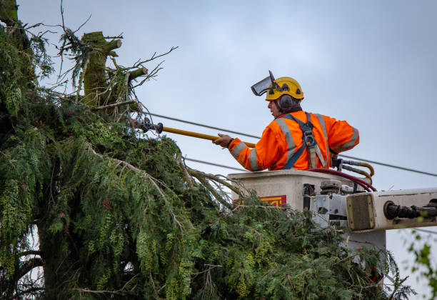 Best Palm Tree Trimming  in Hutchison, VA