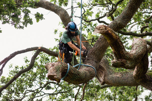 Best Firewood Processing and Delivery  in Hutchison, VA