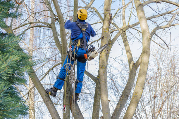 Best Tree Mulching  in Hutchison, VA