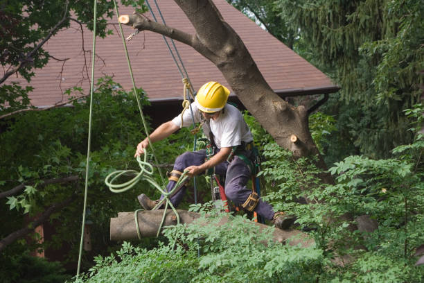 Best Tree Disease Treatment  in Hutchison, VA