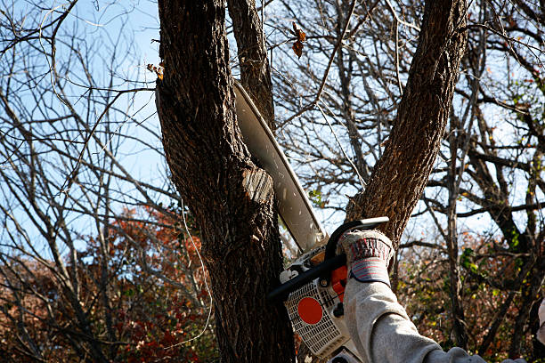 Best Stump Grinding and Removal  in Hutchison, VA