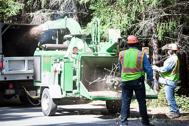 Best Weed Control  in Hutchison, VA