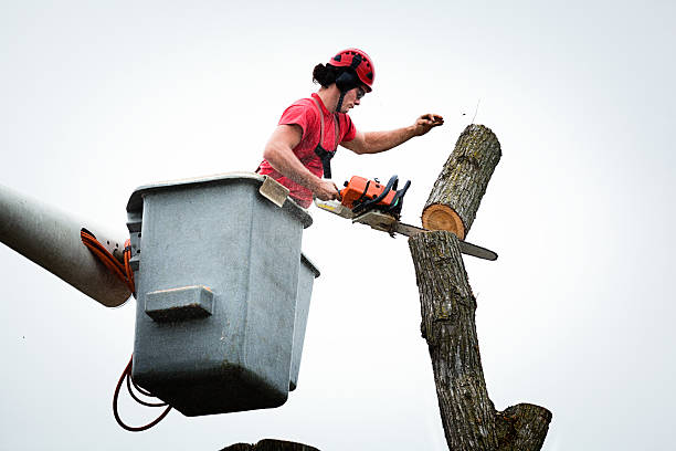 Best Emergency Tree Removal  in Hutchison, VA