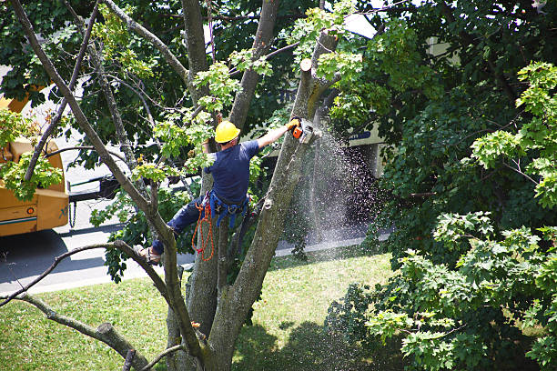 Grass Overseeding in Hutchison, VA