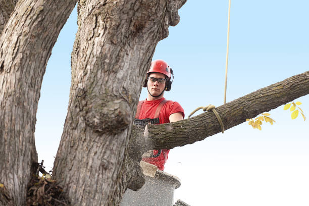 Leaf Removal in Hutchison, VA